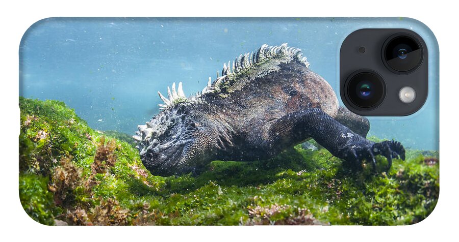 Tui De Roy iPhone Case featuring the photograph Marine Iguana Feeding On Algae Punta by Tui De Roy