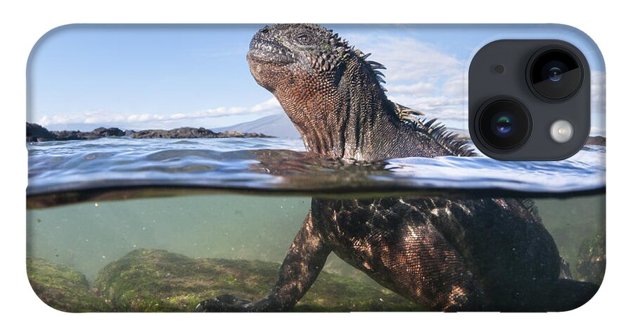 Tui De Roy iPhone 14 Case featuring the photograph Marine Iguana In Water Punta Espinosa by Tui De Roy