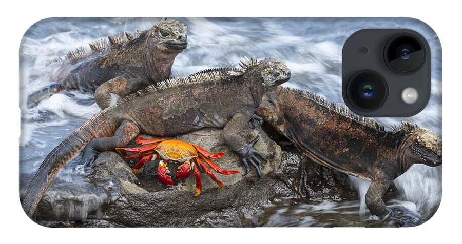 Tui De Roy iPhone Case featuring the photograph Marine Iguana Trio And Sally Lightfoot by Tui De Roy
