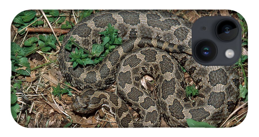 Animal iPhone 14 Case featuring the photograph Massasauga Rattlesnake by Karl H. Switak