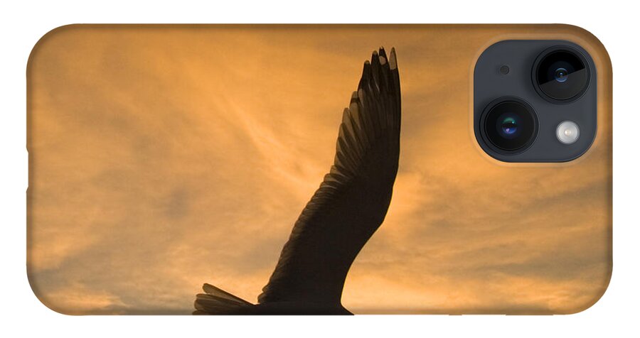 Feb0514 iPhone Case featuring the photograph Mew Gull At Sunset La Jolla California by Tom Vezo