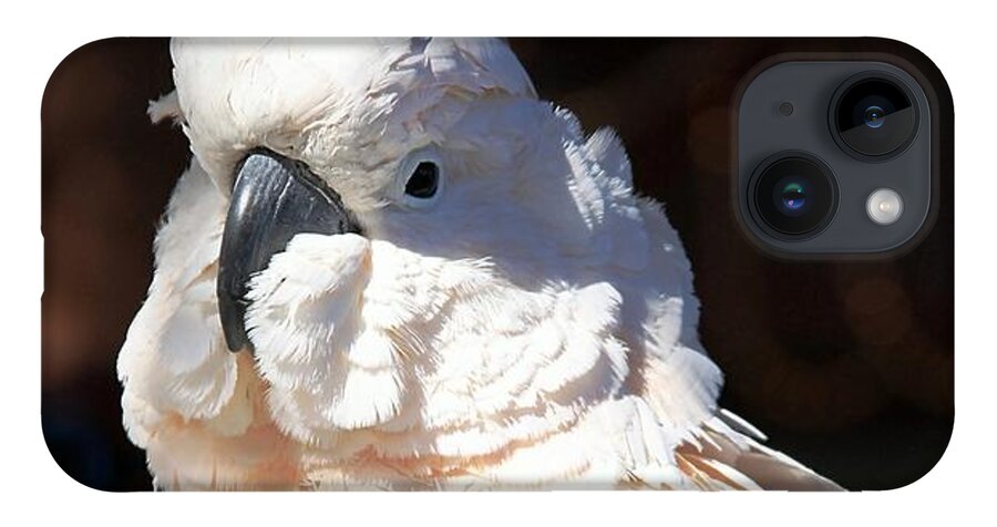 Moluccan Cockatoo Portrait iPhone Case featuring the photograph Moluccan Cockatoo in the Spotlight by Andrea Lazar