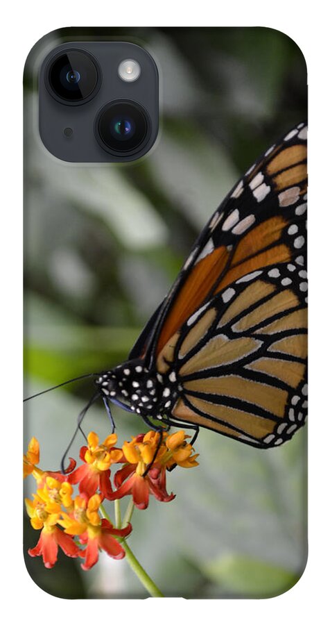 Monarch iPhone 14 Case featuring the photograph Monarch by Spikey Mouse Photography