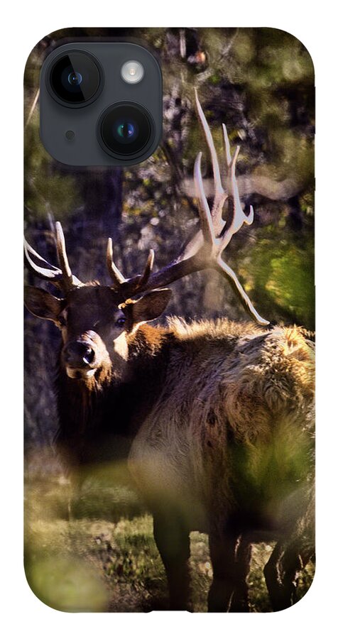 Royal Bull Elk iPhone 14 Case featuring the photograph Monarch Through the Leaves by Michael Dougherty