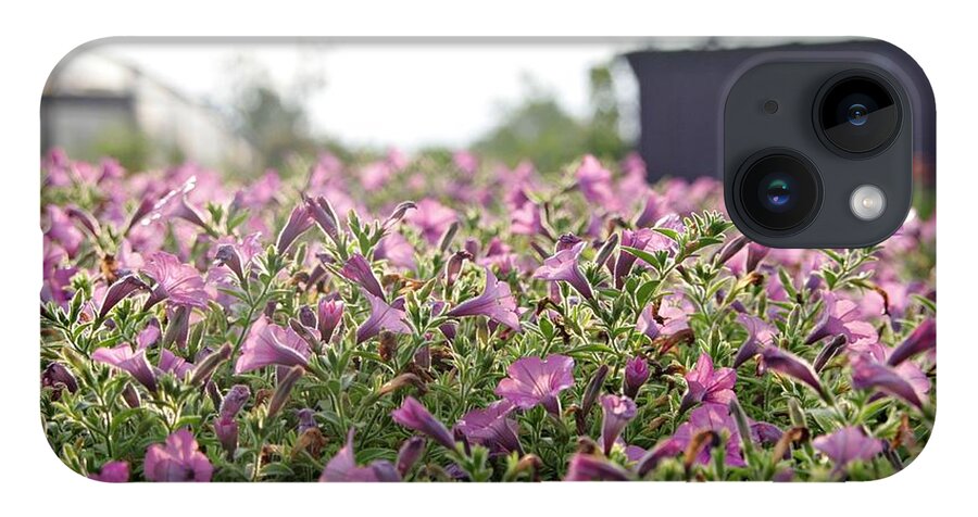 Violet Petunias iPhone 14 Case featuring the photograph Morning Bugles by Sharon Popek