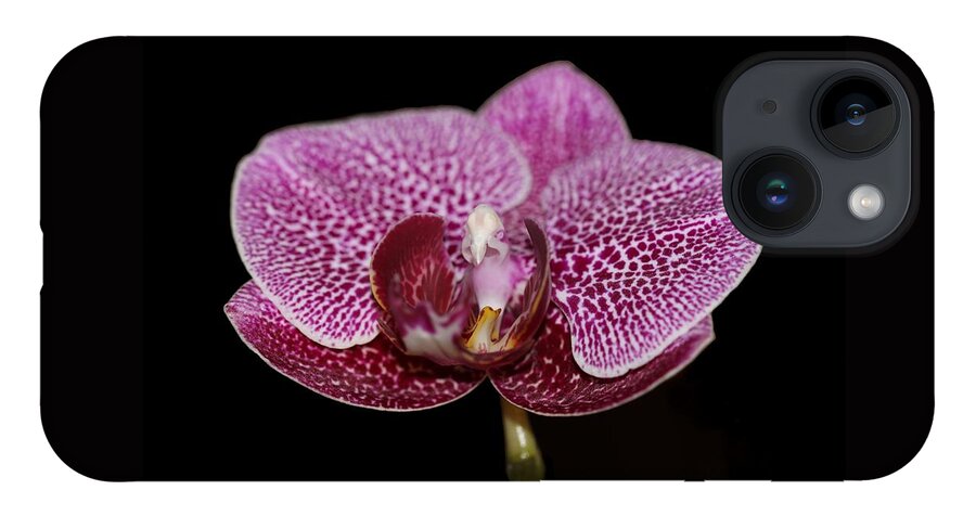 Orchid iPhone Case featuring the photograph Moth Orchid by Andrea Lazar