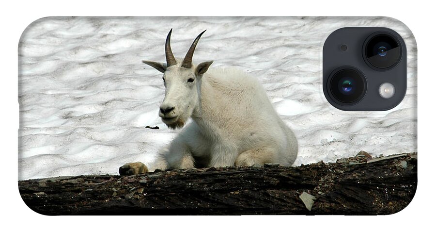 Mountain Goat iPhone 14 Case featuring the photograph Mountain Goat by David Armstrong