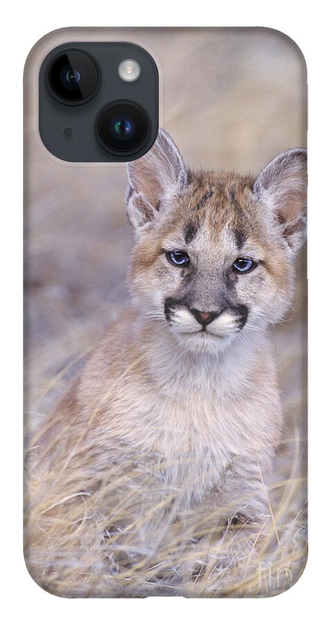 North America; Wildlife; Mammal; Moutain Lion iPhone 14 Case featuring the photograph Mountain Lion Cub in Dry Grass by Dave Welling