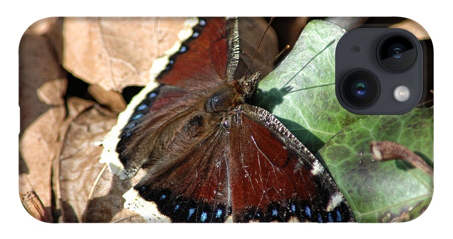 Butterfly iPhone 14 Case featuring the photograph Mourning Cloak by David Armstrong