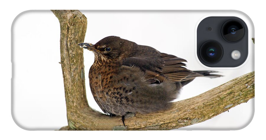 Mrs Blackbird iPhone Case featuring the photograph Mrs Blackbird by Torbjorn Swenelius