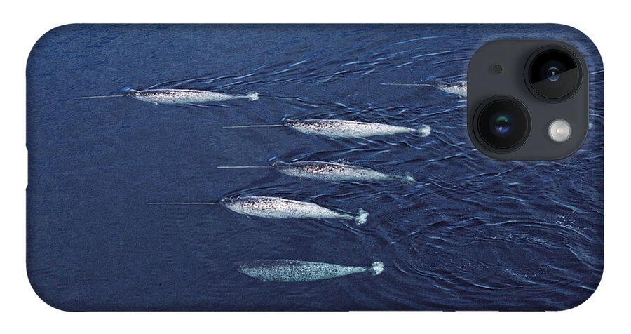 Feb0514 iPhone 14 Case featuring the photograph Narwhal Pod Aerial Lancaster Sound by Flip Nicklin