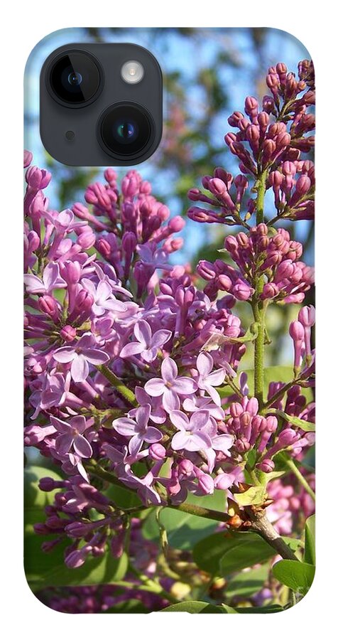Purple iPhone Case featuring the photograph Purple Lilac by Eunice Miller