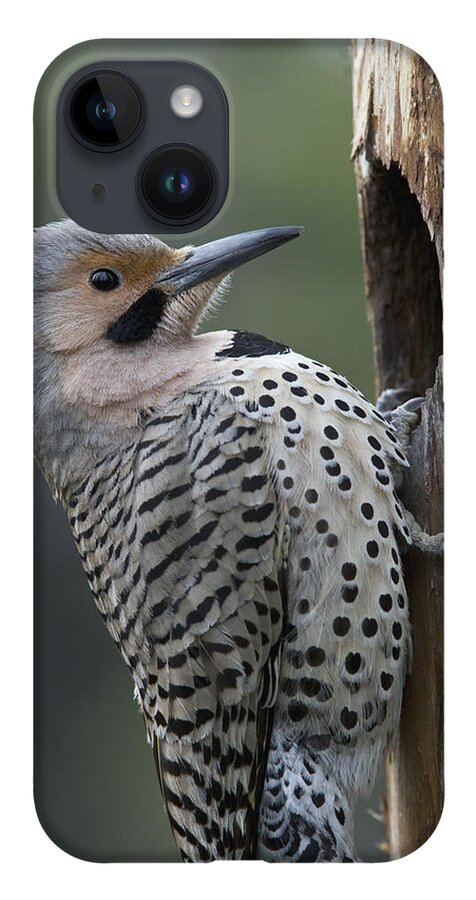 Michael Quinton iPhone 14 Case featuring the photograph Northern Flicker At Nest Cavity Alaska by Michael Quinton