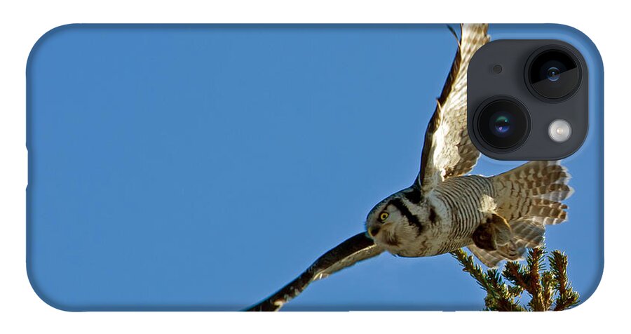 Northern Hawk Owl iPhone Case featuring the photograph Northern Hawk Owl flying with its capture by Torbjorn Swenelius