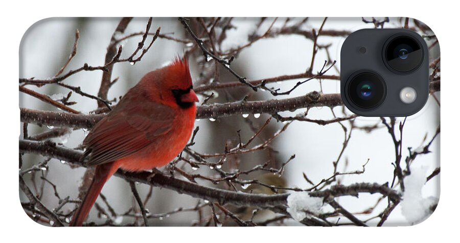 Cardinal iPhone Case featuring the photograph Northern red cardinal in winter by Jeff Folger