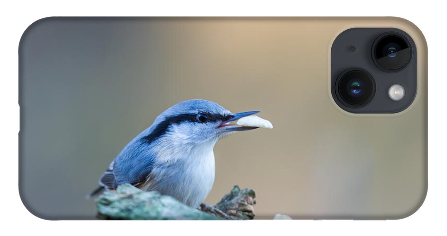 Nuthatch's Nut iPhone 14 Case featuring the photograph Nuthatch's Nut by Torbjorn Swenelius