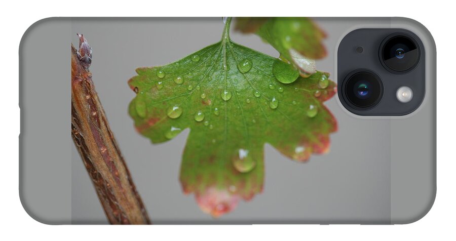 Leaf iPhone 14 Case featuring the photograph Rain drops on Leaf by Valerie Collins
