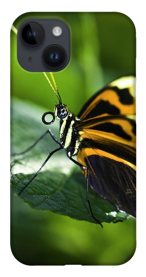 Butterflys iPhone 14 Case featuring the photograph Orange and Black Butterfly by Donald Brown