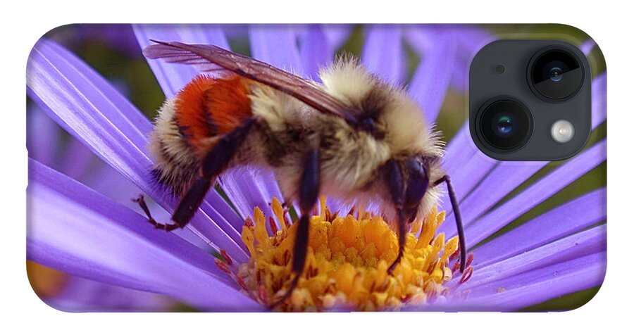 Bees iPhone 14 Case featuring the photograph Orange-banded Bee by Rona Black