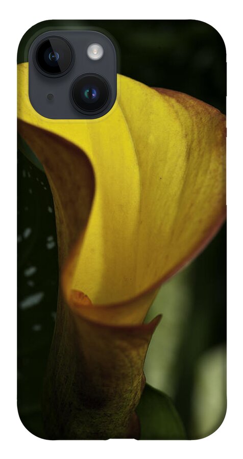 Close-ups iPhone 14 Case featuring the photograph Orange Blooms by Donald Brown