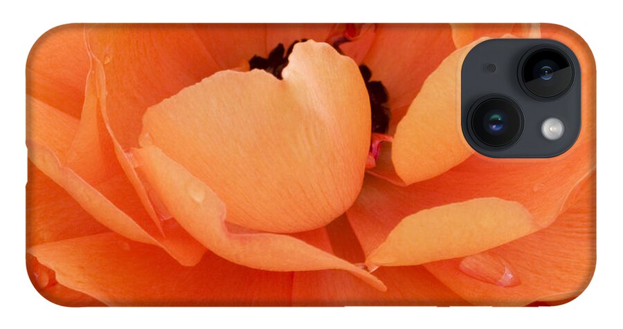 Persian Buttercup iPhone 14 Case featuring the photograph Orange Delight by Patty Colabuono