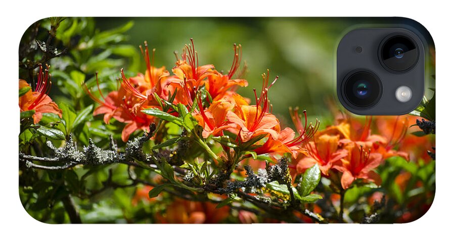 Orange iPhone 14 Case featuring the photograph Orange Rhododendron by Spikey Mouse Photography