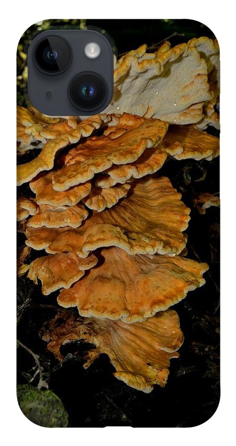 Laetiporus iPhone 14 Case featuring the photograph Orange Tree Fungus by Laureen Murtha Menzl