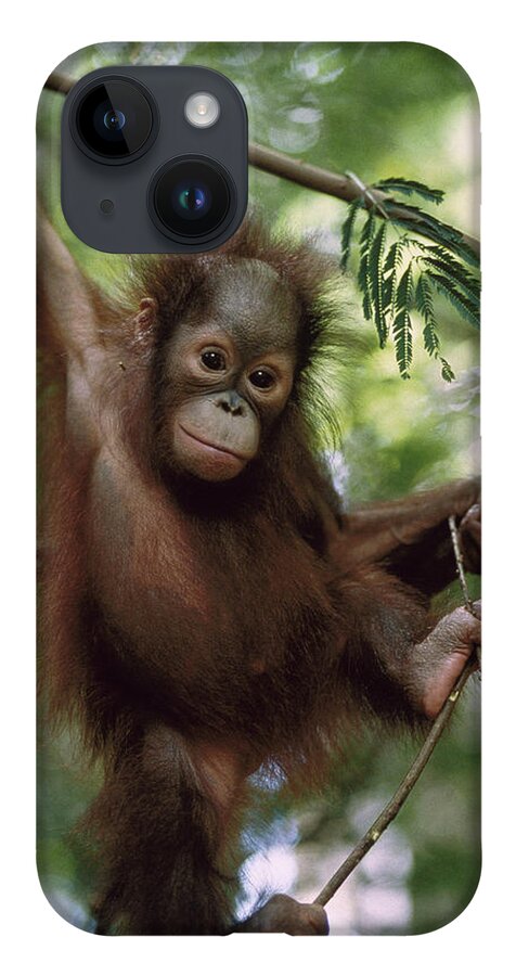 Feb0514 iPhone Case featuring the photograph Orangutan Infant Hanging Borneo by Konrad Wothe