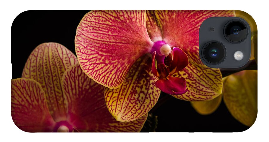 Fjm Multimedia iPhone 14 Case featuring the photograph Orchids by Frank Mari