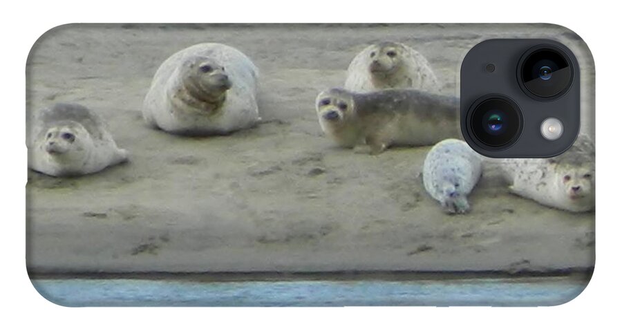 Netarts Bay iPhone 14 Case featuring the photograph Oregon Coast Seals by Gallery Of Hope 