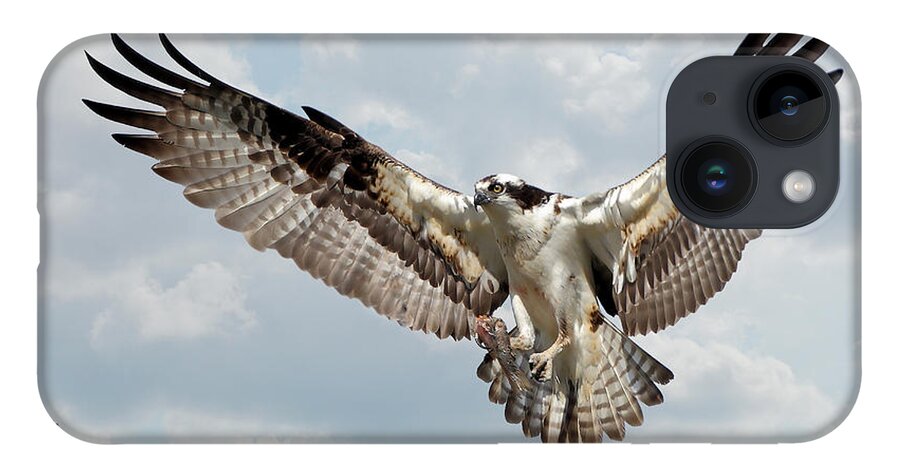 Birds iPhone Case featuring the photograph Osprey With Fish In Talons by Kathy Baccari