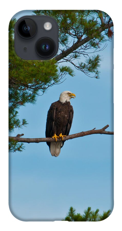 Bald Eagle iPhone 14 Case featuring the photograph Out on a Limb by Brenda Jacobs