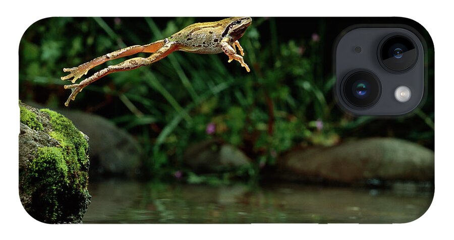 00640116 iPhone 14 Case featuring the photograph Pacific Chorus Frog Jumping by Michael Durham