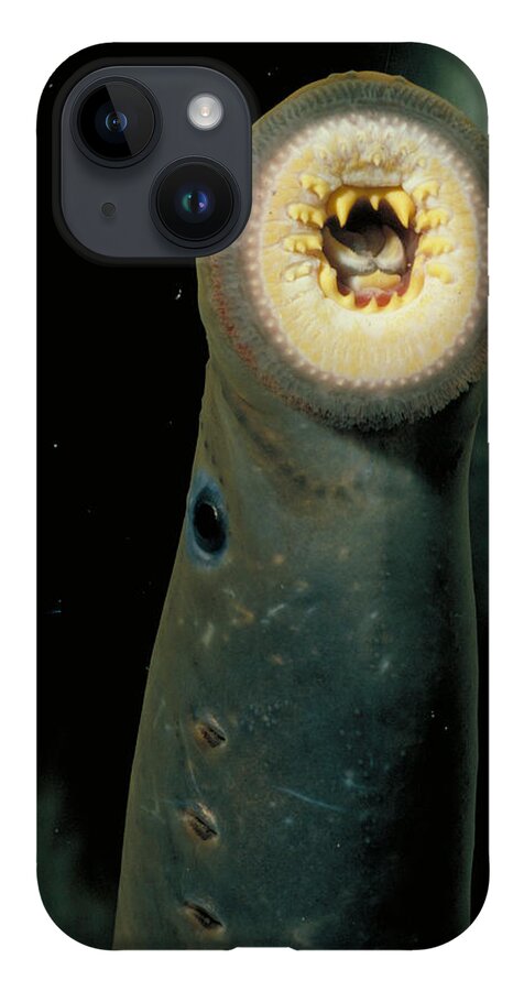 Animal iPhone 14 Case featuring the photograph Pacific Lamprey by Rondi Church