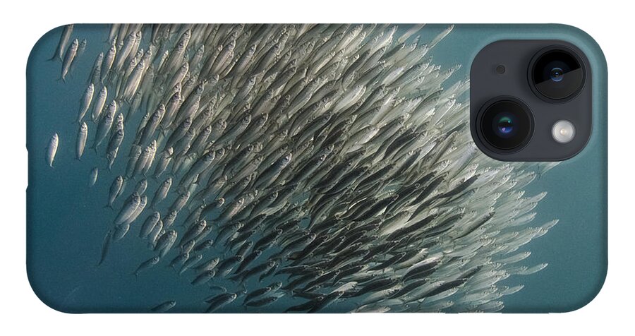 Feb0514 iPhone 14 Case featuring the photograph Pacific Sardine Baitball South Africa by Pete Oxford
