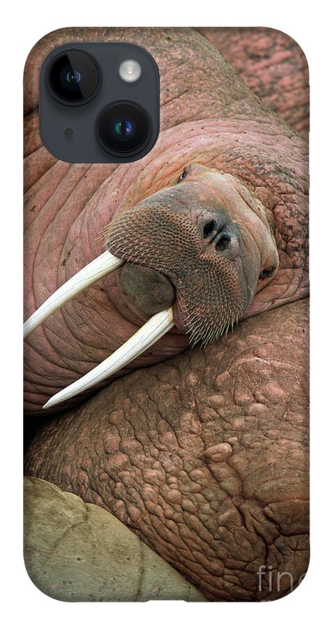 00344073 iPhone 14 Case featuring the photograph Bull Walrus on Round Island by Yva Momatiuk and John Eastcott