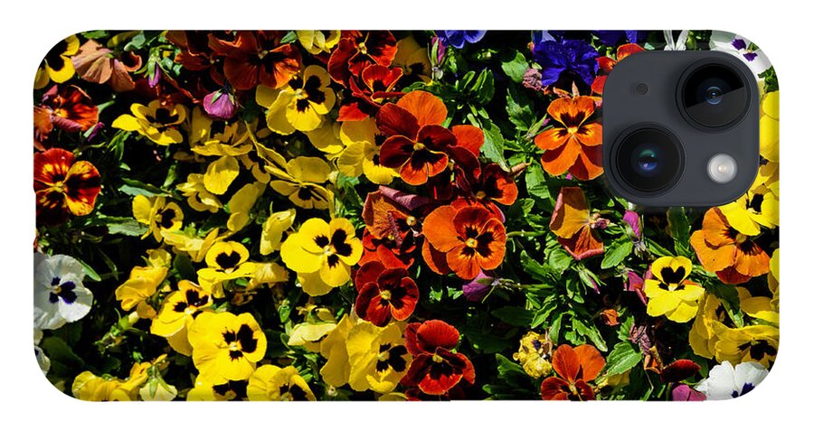 Pansies iPhone 14 Case featuring the photograph Pansy color mix by Jeanne May