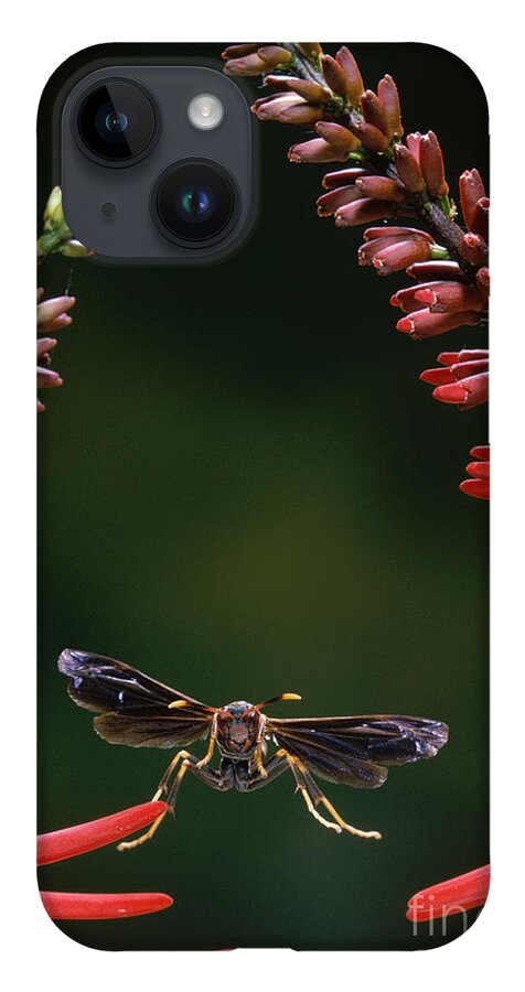 Animal iPhone 14 Case featuring the photograph Paper Wasp in Flight by Stephen Dalton