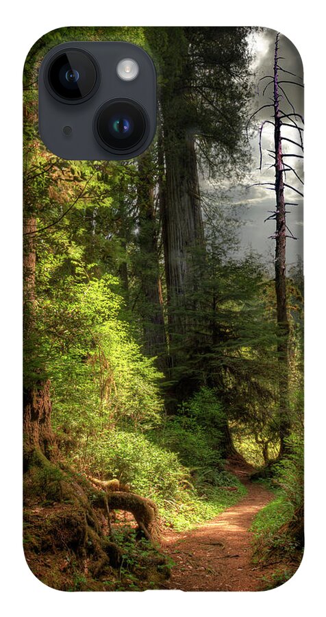 Tranquility iPhone Case featuring the photograph Path Through Redwood Forest by Ed Freeman