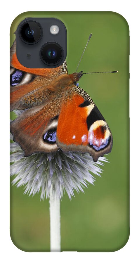 Silvia Reiche iPhone 14 Case featuring the photograph Peacock Butterfly Netherlands by Silvia Reiche