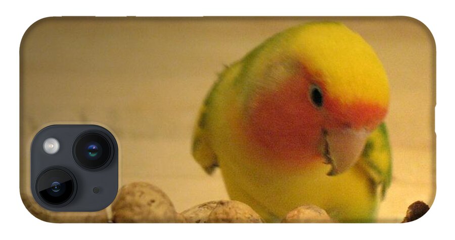 Lovebird iPhone 14 Case featuring the photograph Peanut by Andrea Lazar