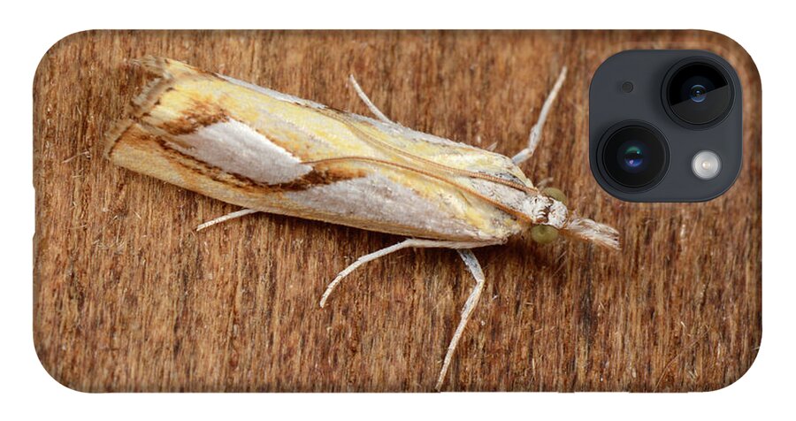 Insect iPhone Case featuring the photograph Pearl Grass-veneer Moth by Nigel Downer