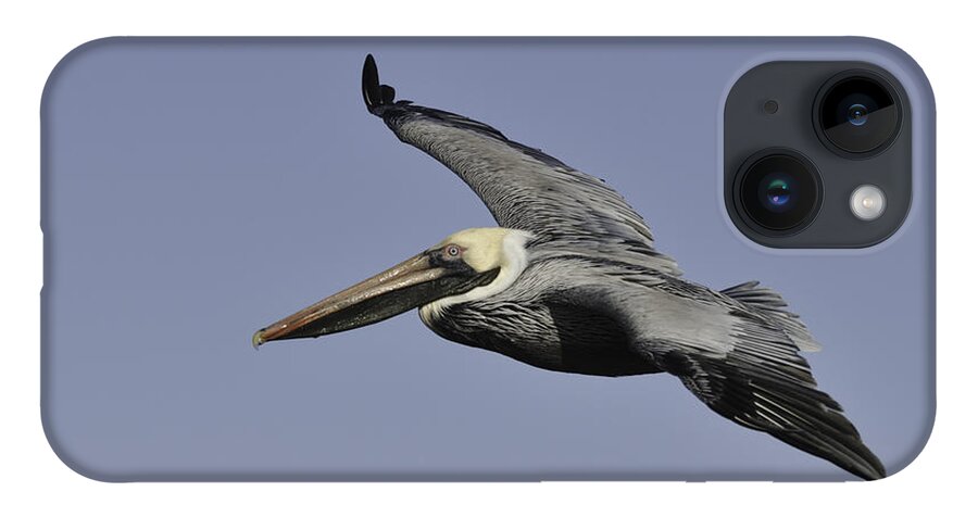 Pelican iPhone 14 Case featuring the photograph Pelican in Flight by Bradford Martin