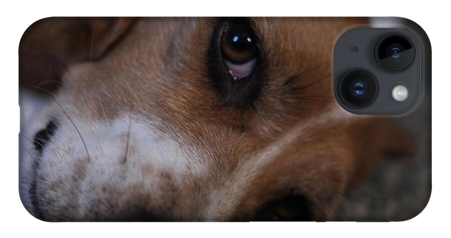 Beagle iPhone 14 Case featuring the photograph Penny the Beagle Dog by Valerie Collins