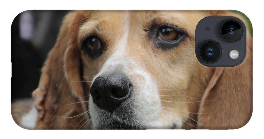 Beagle iPhone 14 Case featuring the photograph The Beagle named Penny by Valerie Collins
