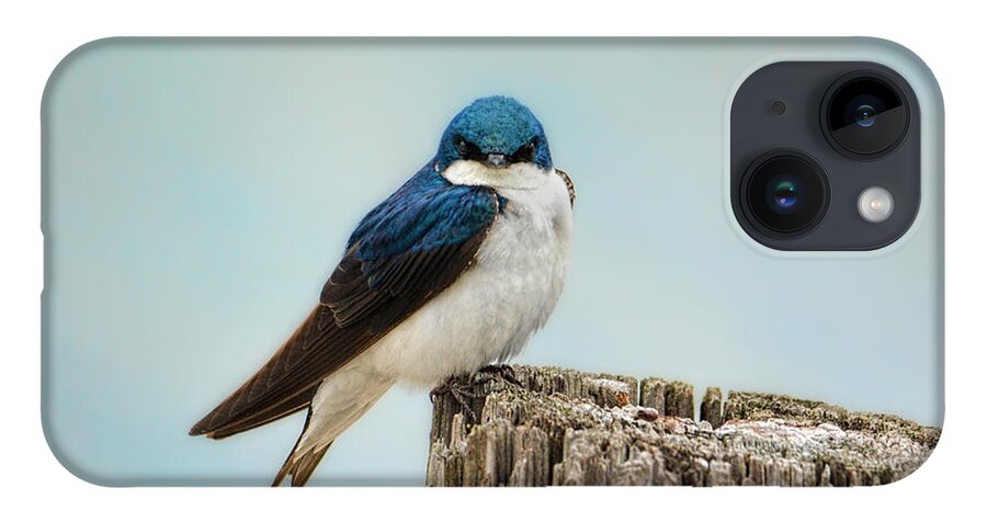 Bird iPhone 14 Case featuring the photograph Perched and Waiting by Jai Johnson