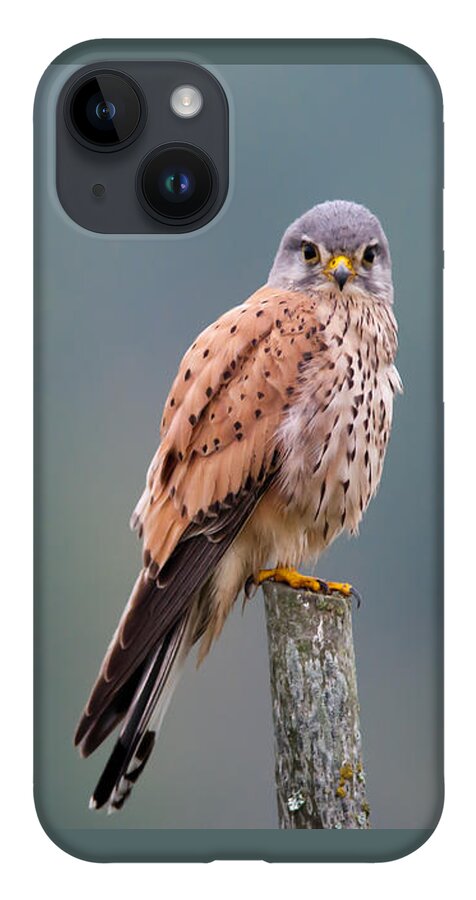 Perching Kestrel iPhone 14 Case featuring the photograph Perching by Torbjorn Swenelius