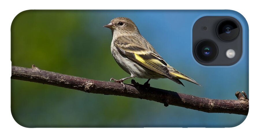 Animal iPhone 14 Case featuring the photograph Pine Siskin Perched on a Branch by Jeff Goulden