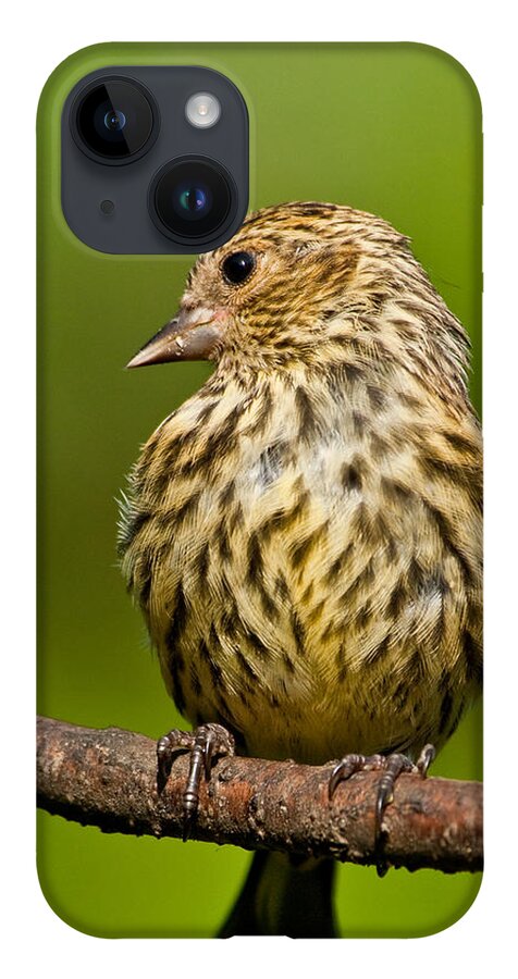 Animal iPhone 14 Case featuring the photograph Pine Siskin With Yellow Coloration by Jeff Goulden