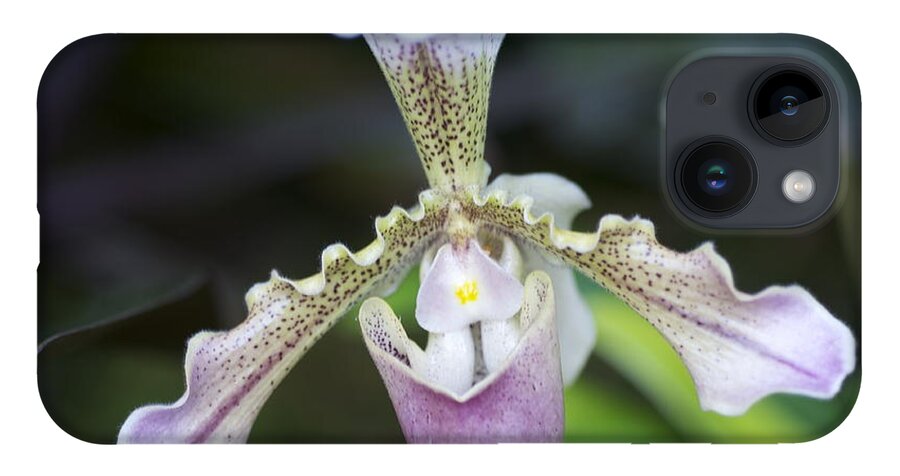 Pink Lady Slipper Orchid iPhone 14 Case featuring the photograph Pink Lady Slipper by Sue Morris